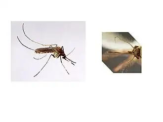 Culex tritaeniorhynchus