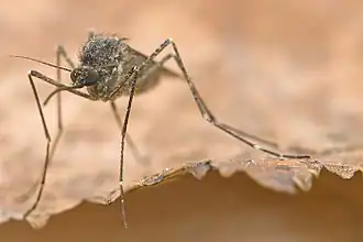 Culiseta alaskaensis