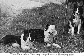 Cumberland sheepdog