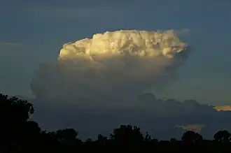 Cumulonimbus capillatus