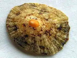 De schaalhoorn heeft een huisje zonder windingen maar is wel een slak.