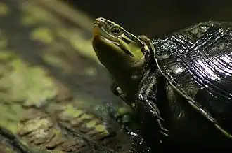 Ambonese doosschildpad