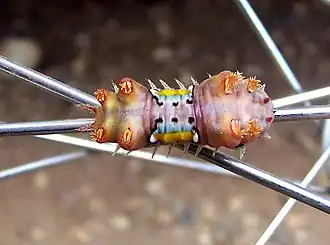 Doratifera vulnerans