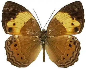 Cupha arias
