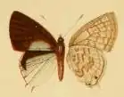 Cupidesthes gabunica