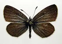 Bovenzijde bij opgezet exemplaar