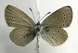 Onderzijde bij opgezet exemplaar