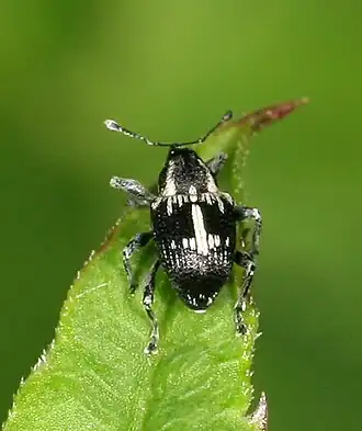 Kruisdragend wilgensnuitkevertje
