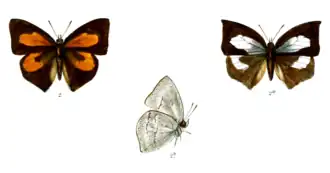 Curetis angulata