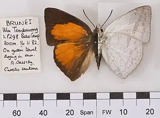 Curetis malayica