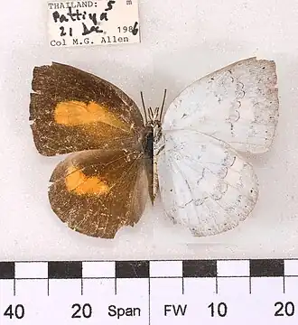 Curetis saronis