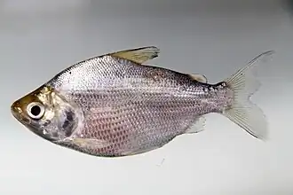 Curimata cyprinoides