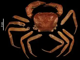 Currothelphusa asserpes