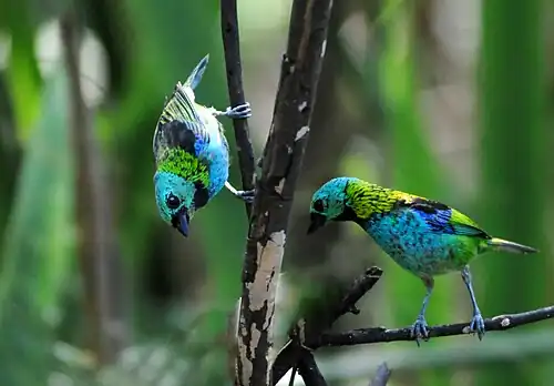 Twee prachtangares in Ubatuba (SP)