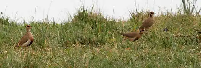 Temmincks renvogels in KwaZoeloe-Natal