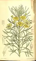 Euryops arabicus