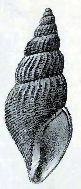 Curtitoma conoidea
