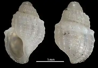 Curtitoma contraria
