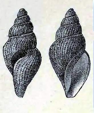 Curtitoma decussata