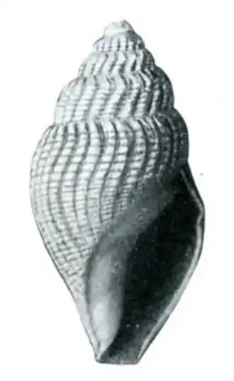 Curtitoma lawrenciana