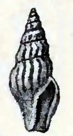 Curtitoma novajasemljensis