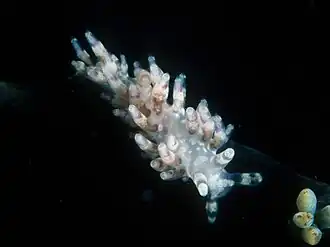 Cuthona purpureoanulata