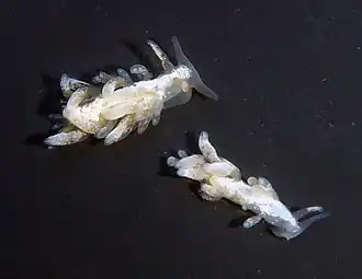 Trinchesia albocrusta