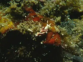 Gestreepte knotsslak