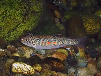 Oncorhynchus clarkii clarkii