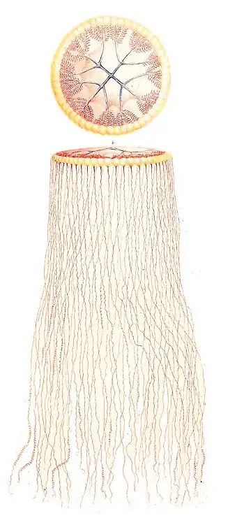 Cuvieria carisochroma (Dipleurosomatidae)