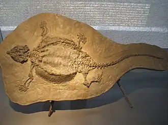 een fossiel van Cyamodus.