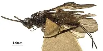 Cyanopterus jakuticus