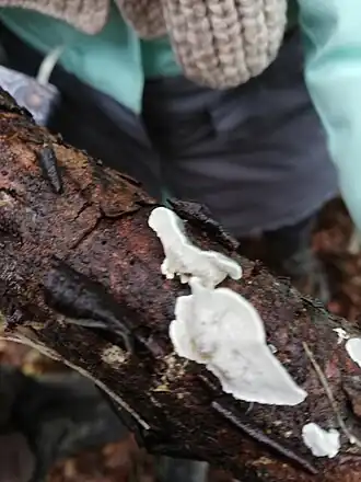 Dunne vaalblauwe kaaszwam