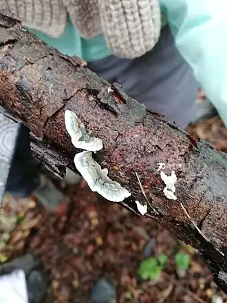 Dunne vaalblauwe kaaszwam