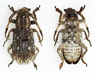 Cyardium castelnaudii