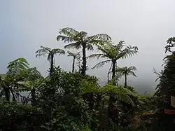 Cyathea arborea, een boomvaren