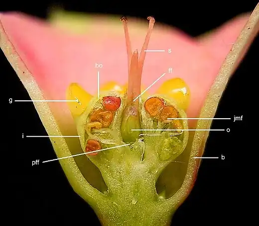 Christusdoorn (Euphorbia milii) b= Kelkblad, i= Involucrum, g= Honingklier, bo= Top van de bracteool, jmf= Onrijpe mannelijke bloem, ff= Vrouwelijke bloem, o= Vruchtbeginsel, s= Stempel, pff= Steel van de vrouwelijke bloem.