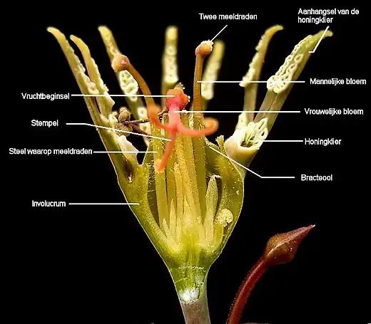 Euphorbia tridentata