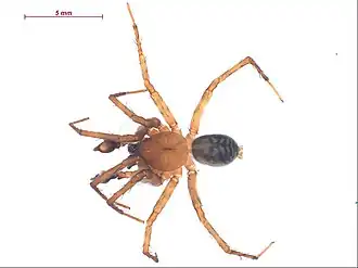 Cybaeus eutypus