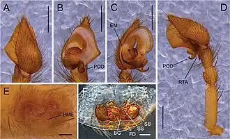 Cybaeus melanoparvus