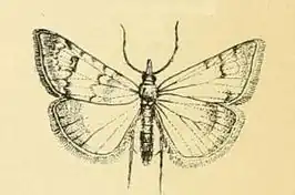 Hyperlais lutosalis