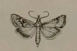 Cybalomia pentadalis