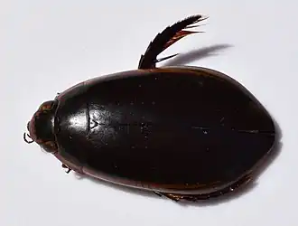Cybister fimbriolatus