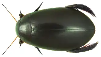Cybister sugillatus