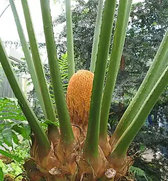 Mannelijke kegel van Cycas circinalis