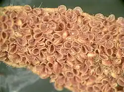Detail van de onderzijde van de mannelijke kegel van Cycas revoluta met tientallen microsporangia