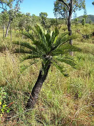 Cycas platyphylla