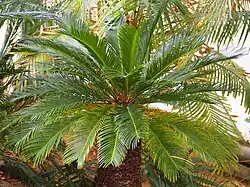 Cycas revoluta, een levend fossiel, een naaktzadige