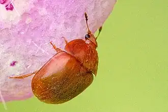 Grote gele glanskever