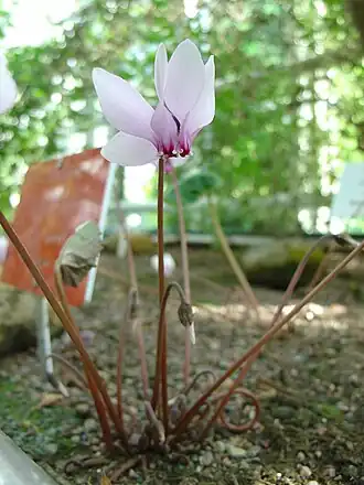 Cyclamen africanum
